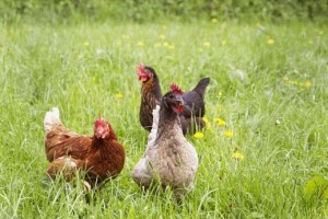 Golden-Acres-Farm-chickens (1)